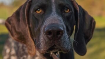 Close-up of a German Shorthaired Pointer's face showing liver-colored spots and floppy ears.