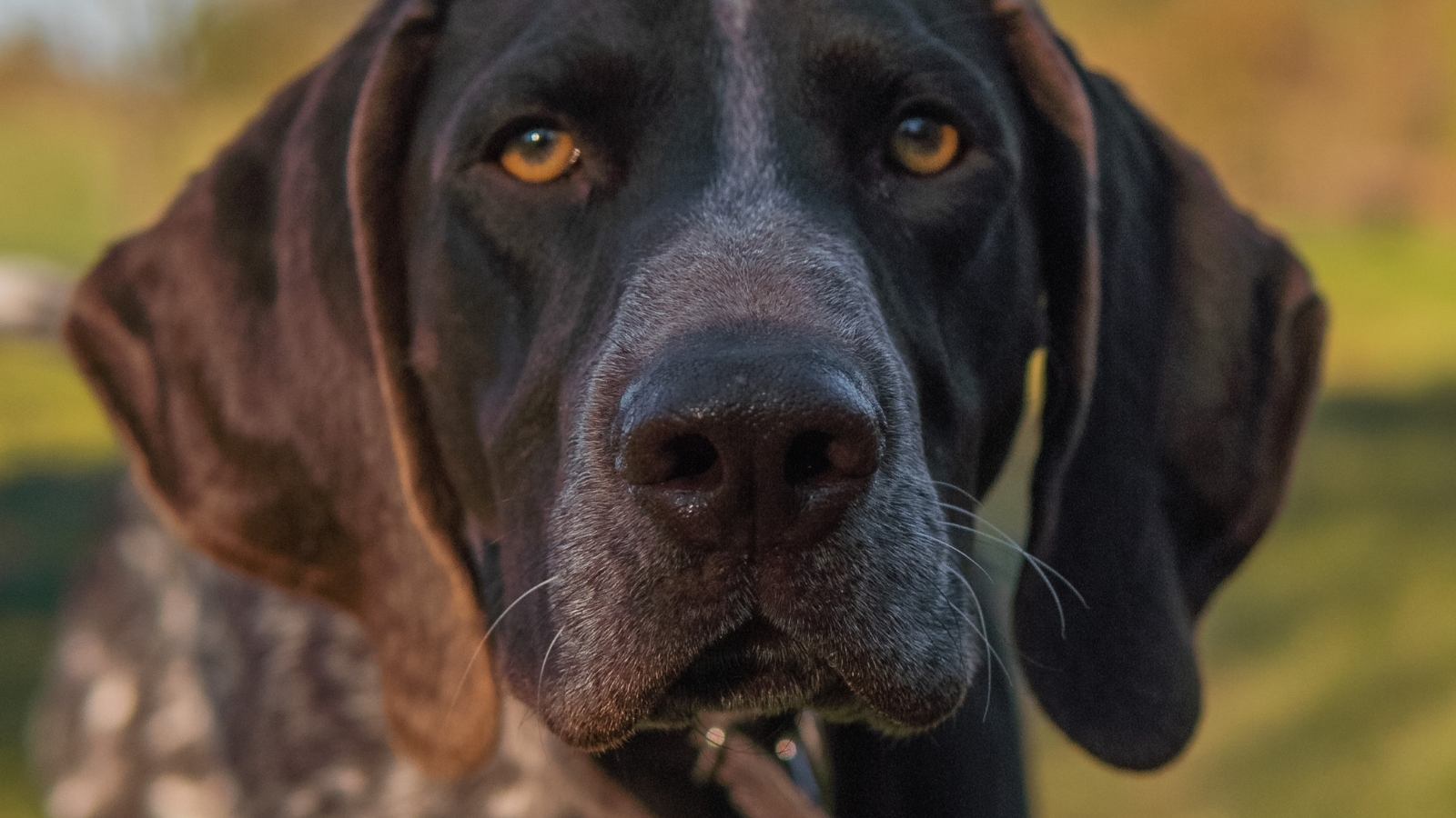 Close-up of a German Shorthaired Pointer's face showing liver-colored spots and floppy ears.