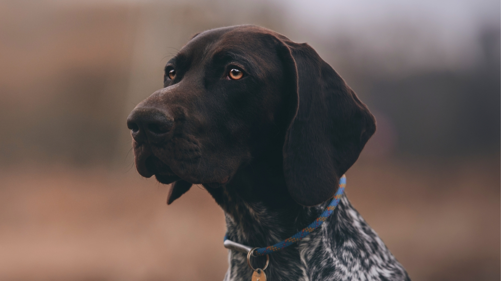 German Shorthaired Pointer Dog Looking at Camera