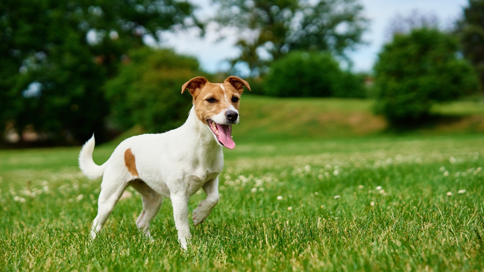 A Jack Russell Terrier with an open mouth walks across bright green grass.