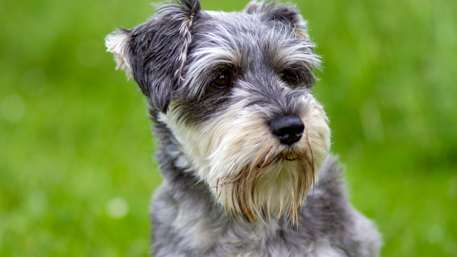 Close-up of a Miniature Schnauzer with grey and white fur and a beard against blurred green grass.