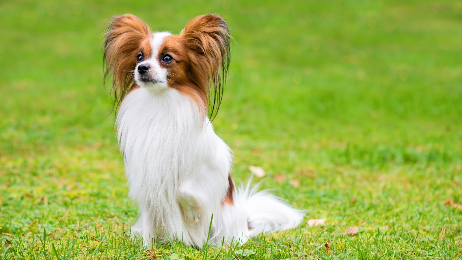Papillon sits on bright green grass in a park with its large, fringed ears upright.