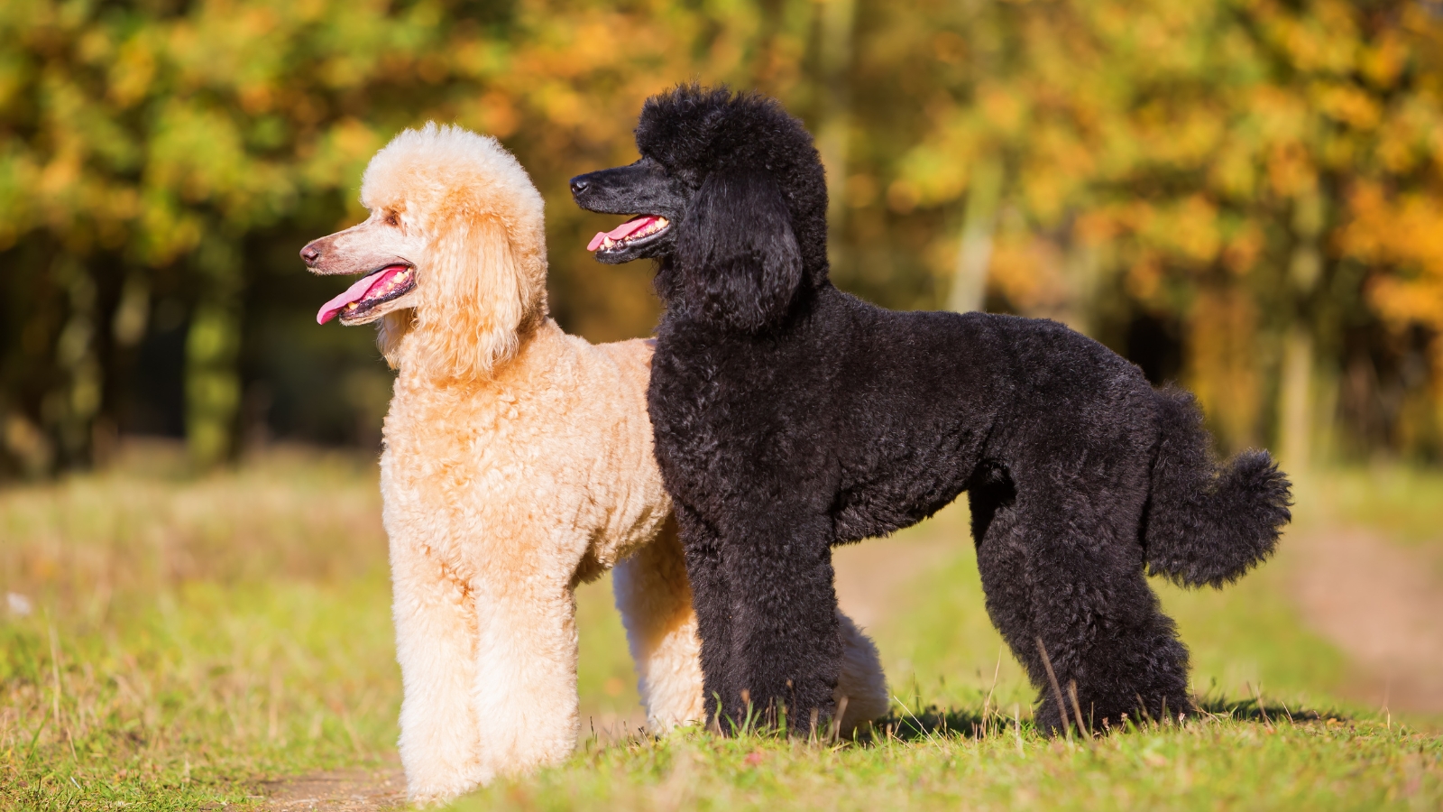 Two black and beige poodles stand side by side on a trimmed green lawn in a park.