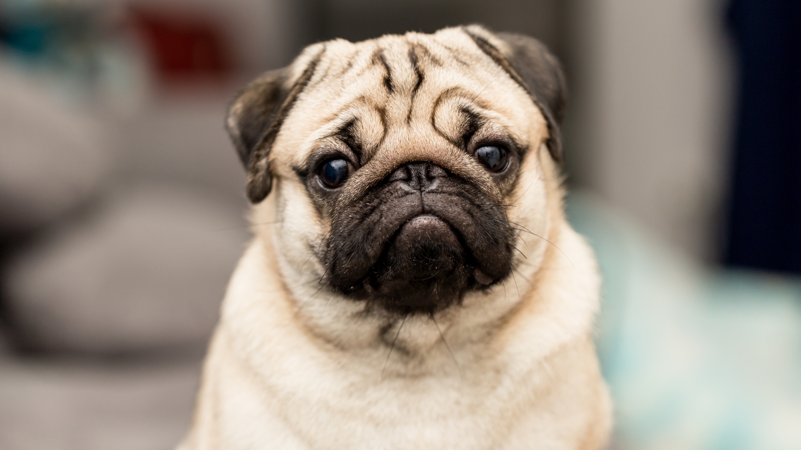 Fawn Pug with a black muzzle and wrinkled face looks forward with large, dark eyes.
