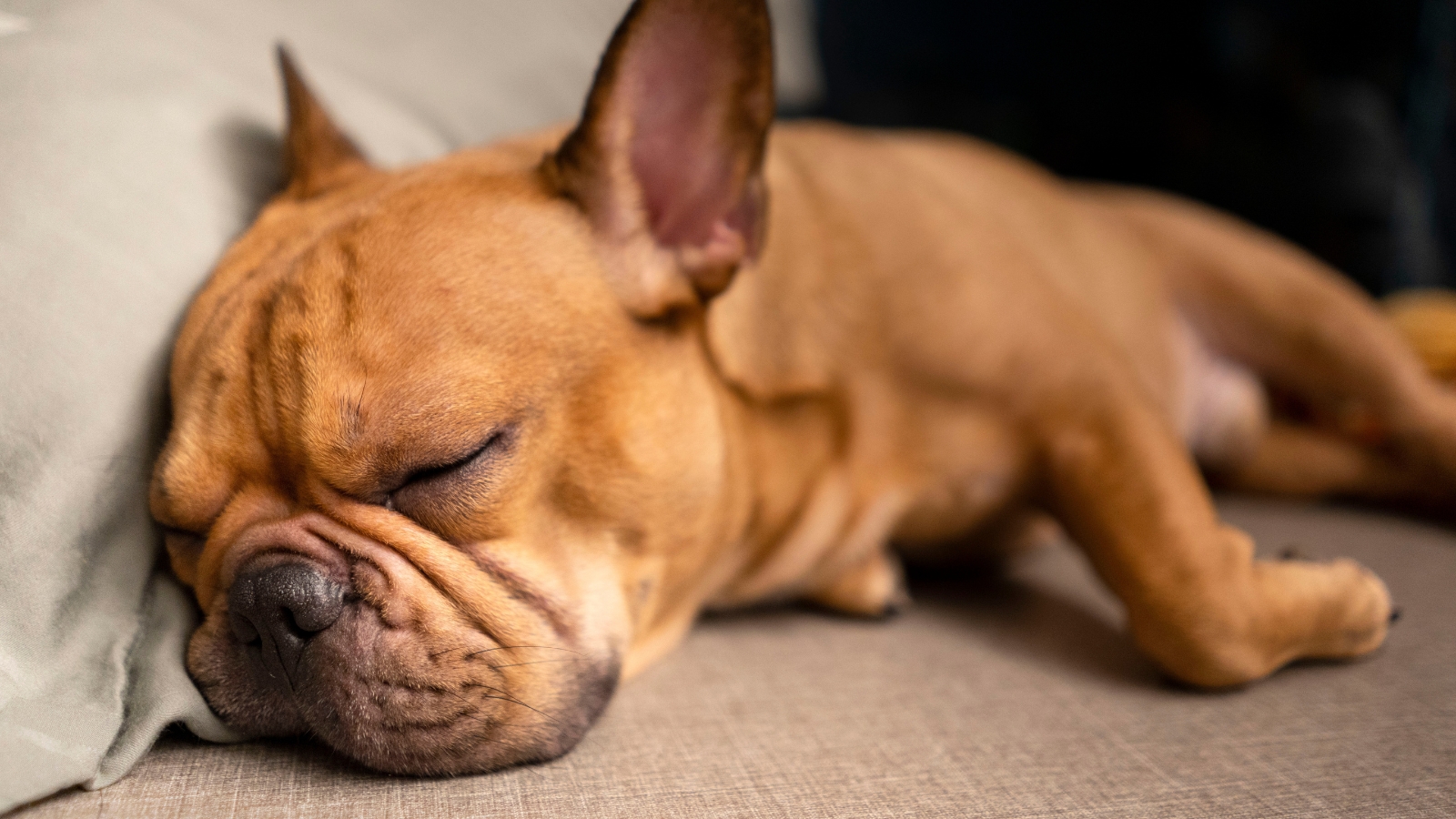 9 Reasons Your Dog Snores Uncontrollably