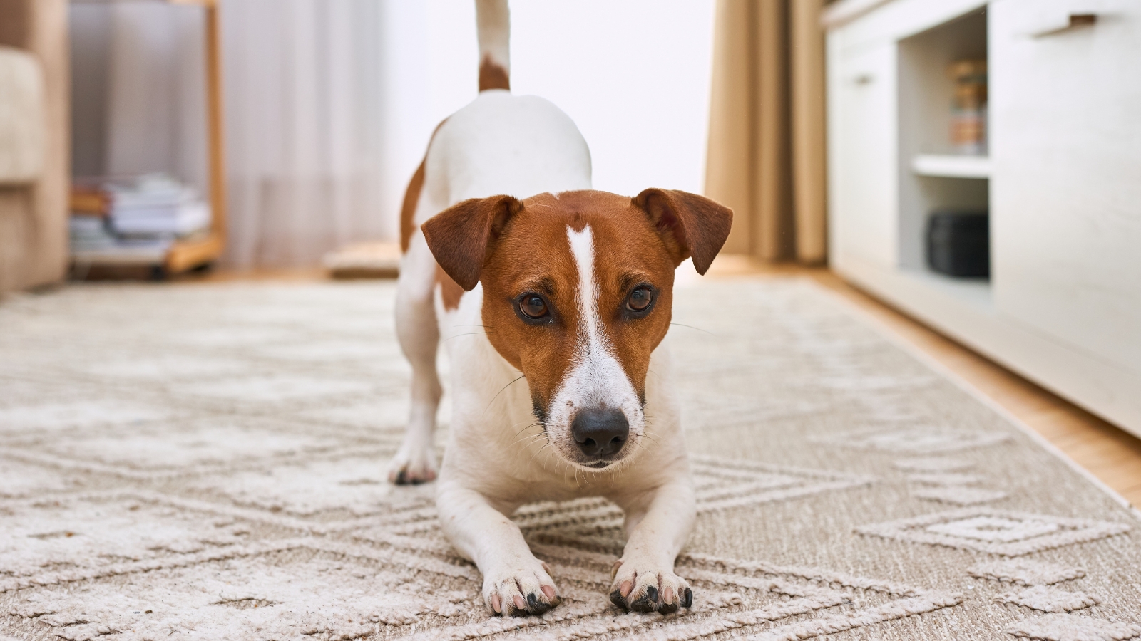 11 Reasons Your Dog's Gas Can Clear a Room