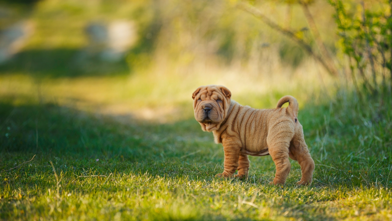 Wrinkled sand-colored Shar Pei puppy stands on a green park lawn with its ears folded forward.