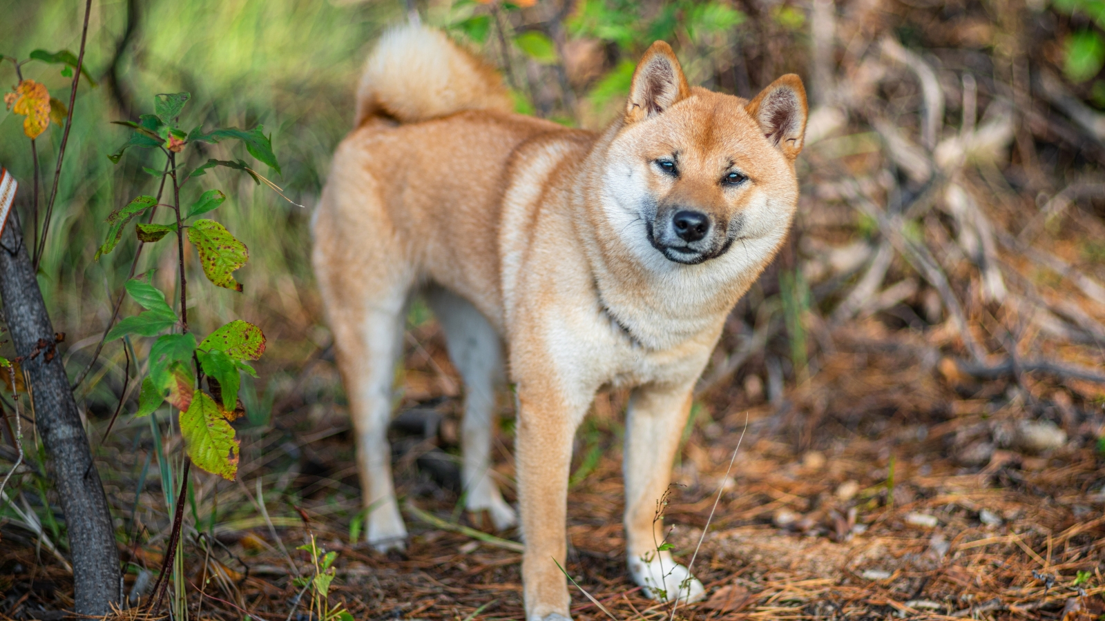 Tan and white Shiba Inu with curled tail stands on green grass near leafy park trees.