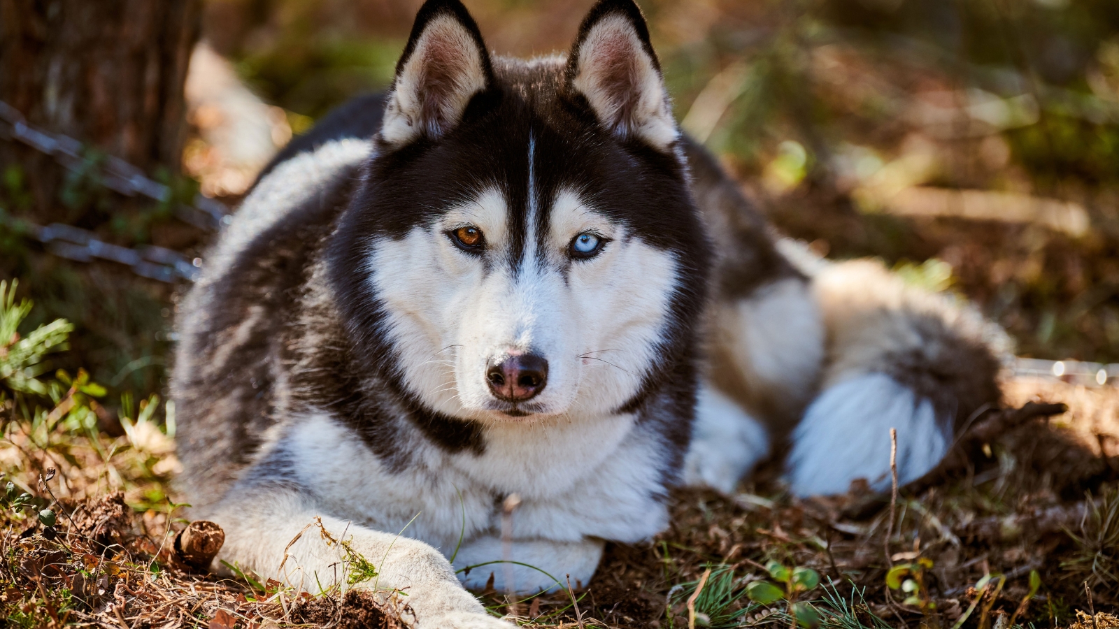 A Siberian Husky with one blue and one yellow eye lies on the grass in a park.