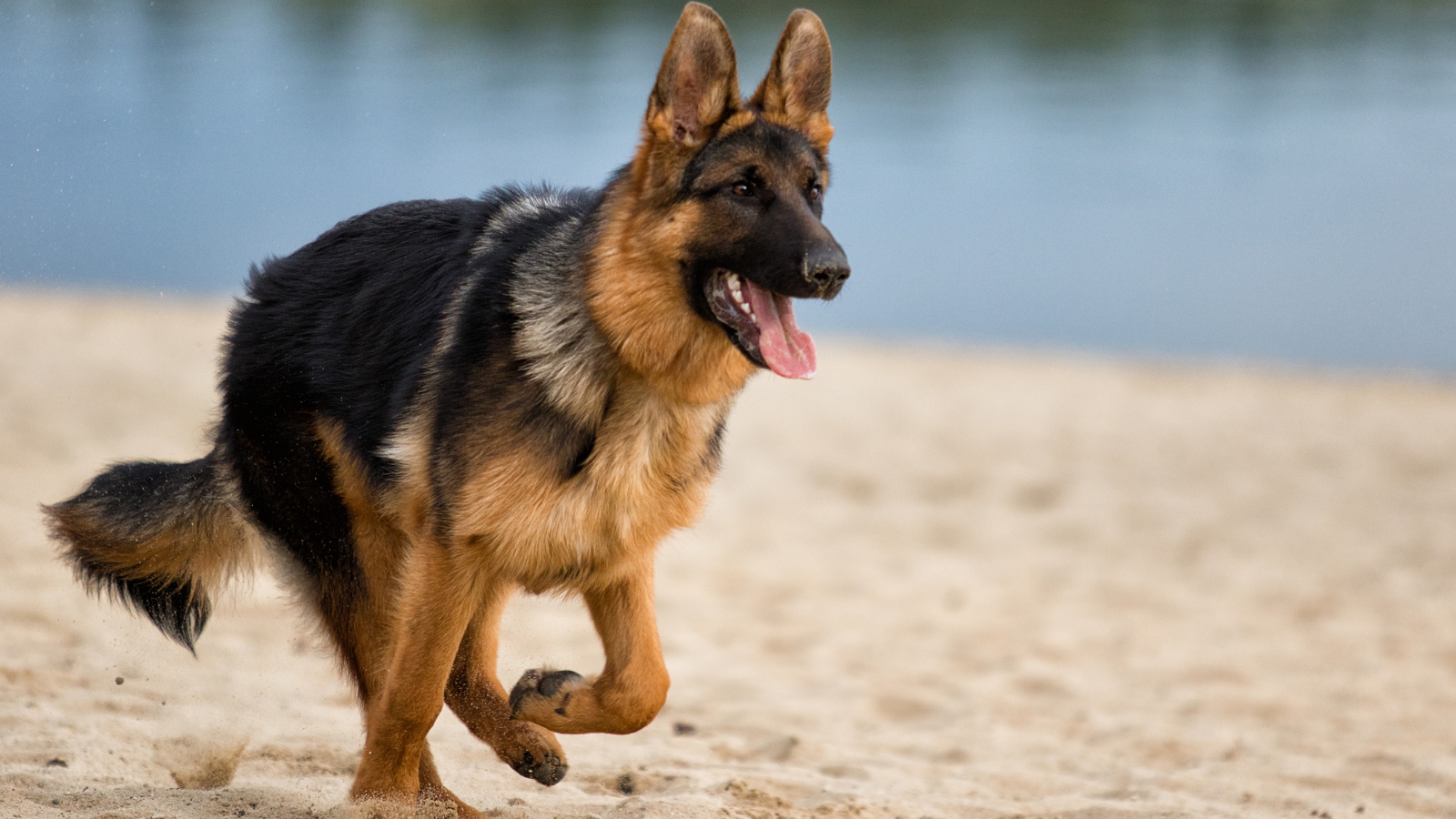 9 Signs of Hip Dysplasia to Watch For