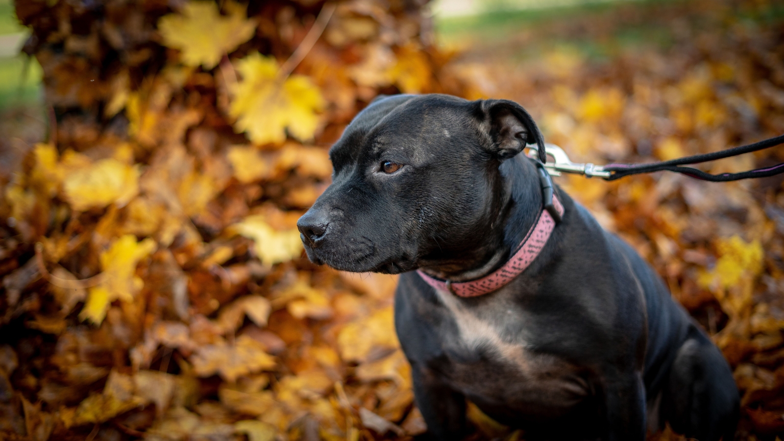 Muscular brindle Staffordshire Bull Terrier wearing a red collar and leash stands on orange autumn leaves.