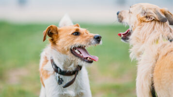 Two New Dogs Meeting Dogs Each Other