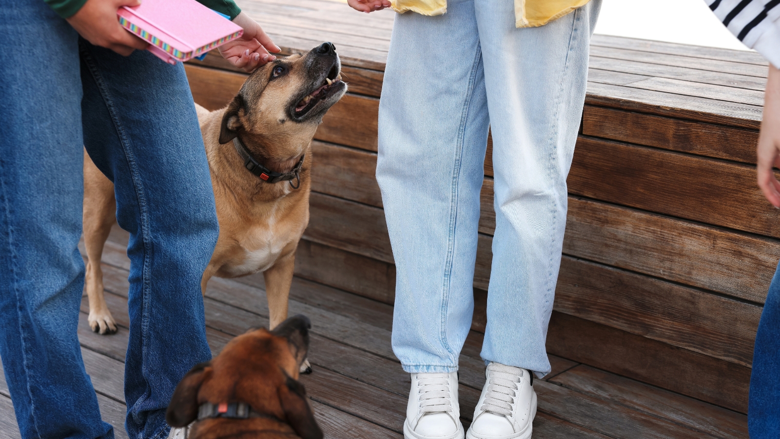 A group of people chat in a park while walking their adopted dogs.