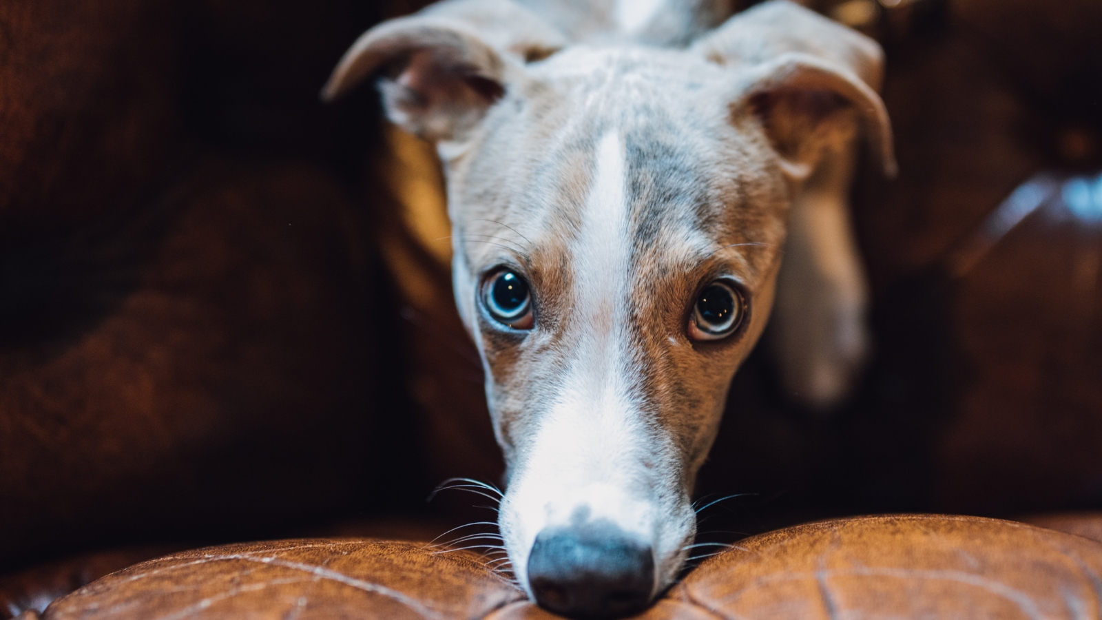 Close-up of a brindled Whippet resting its head on a couch cushion and looking forward.