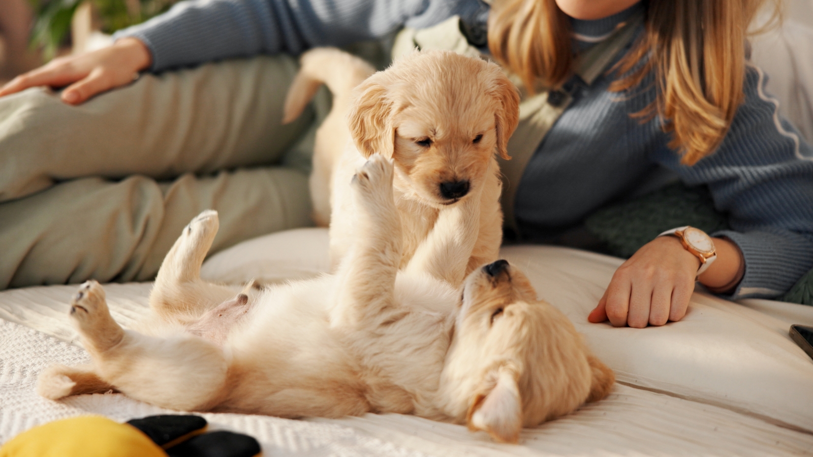 Two beige, fluffy puppies play on a white bed next to a woman wearing a blue sweater.