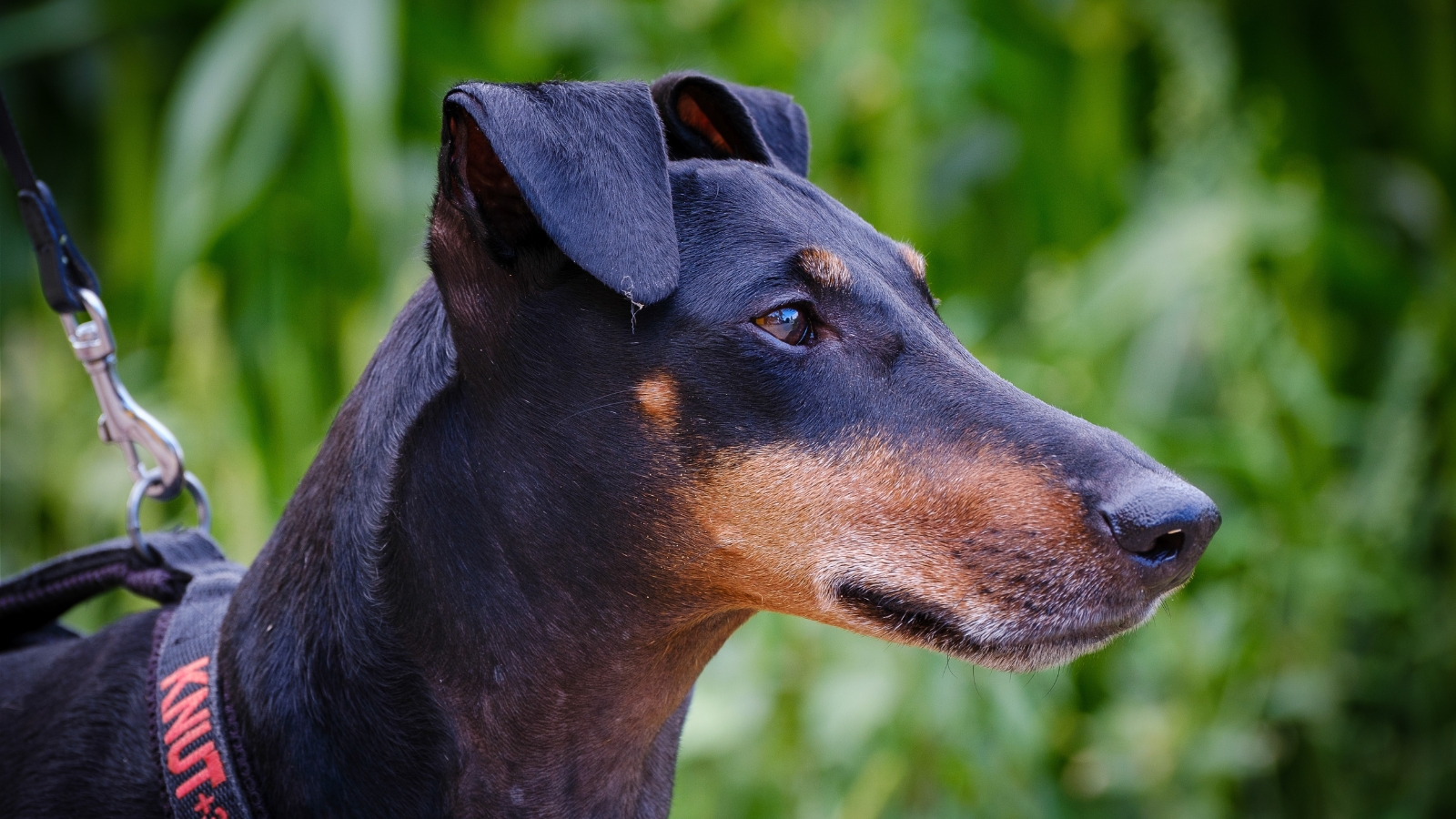 Manchester Terrier with a glossy black and tan coat stands alertly on a lush green lawn.