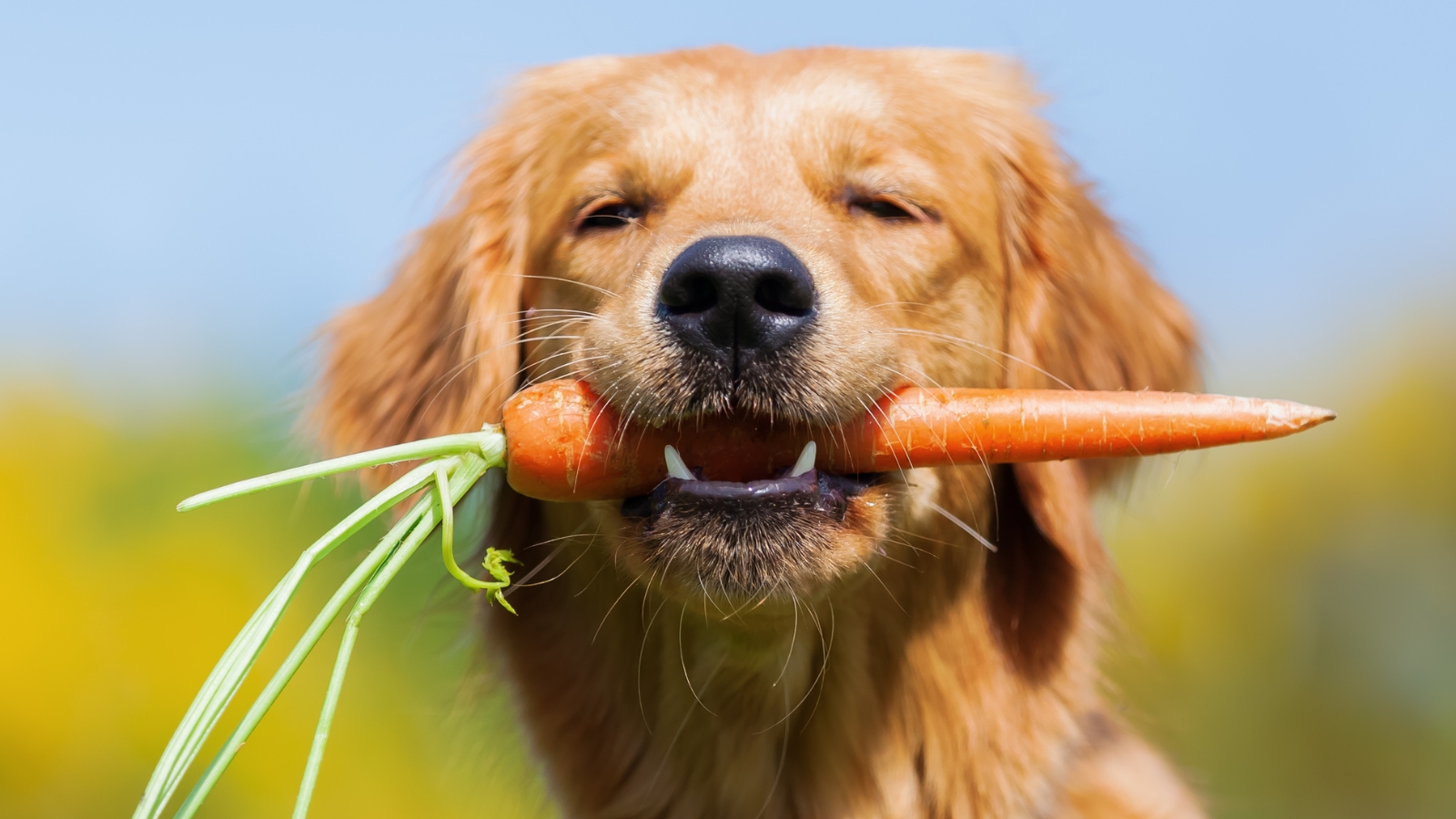 15 Veggies Safe for Most Dogs
