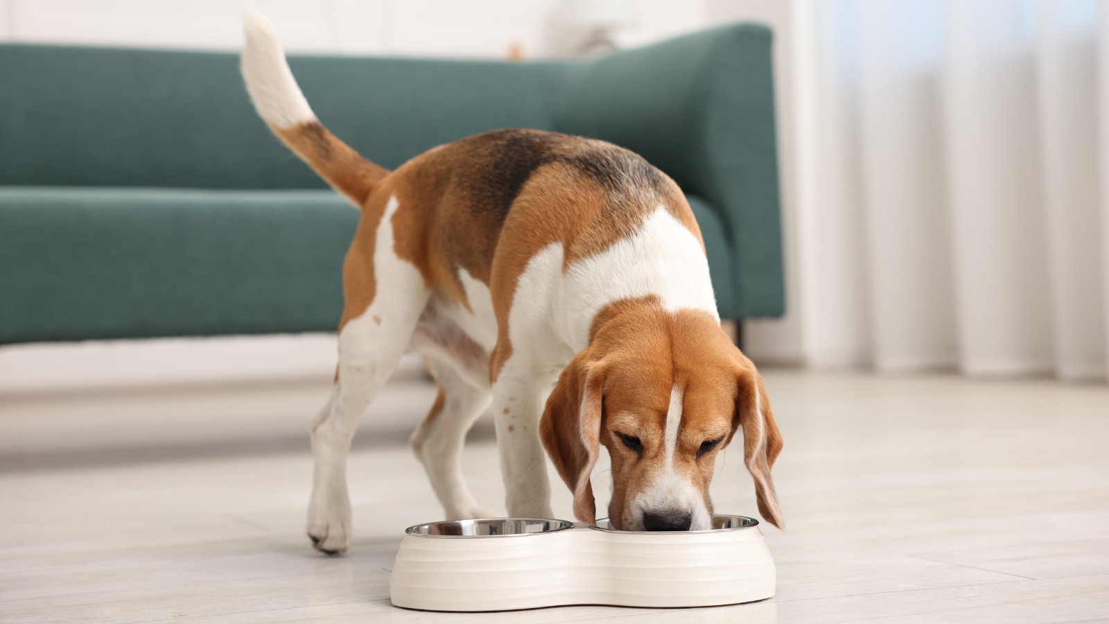 A tricolor Beagle with a smooth coat, floppy ears, and curious brown eyes eats from a feeding bowl on the floor in a bright living room with a green sofa in the background.