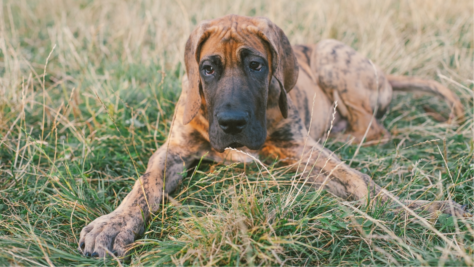 Brindle dog laying in a green field looking off into the distance.
