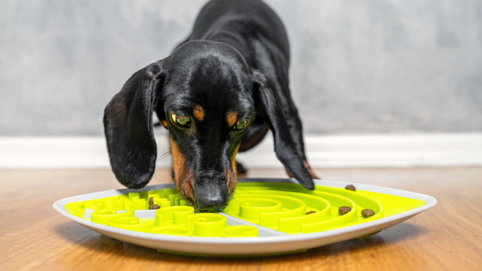 A black and tan dachshund with long ears and a smooth coat eats from a green interactive puzzle feeder.