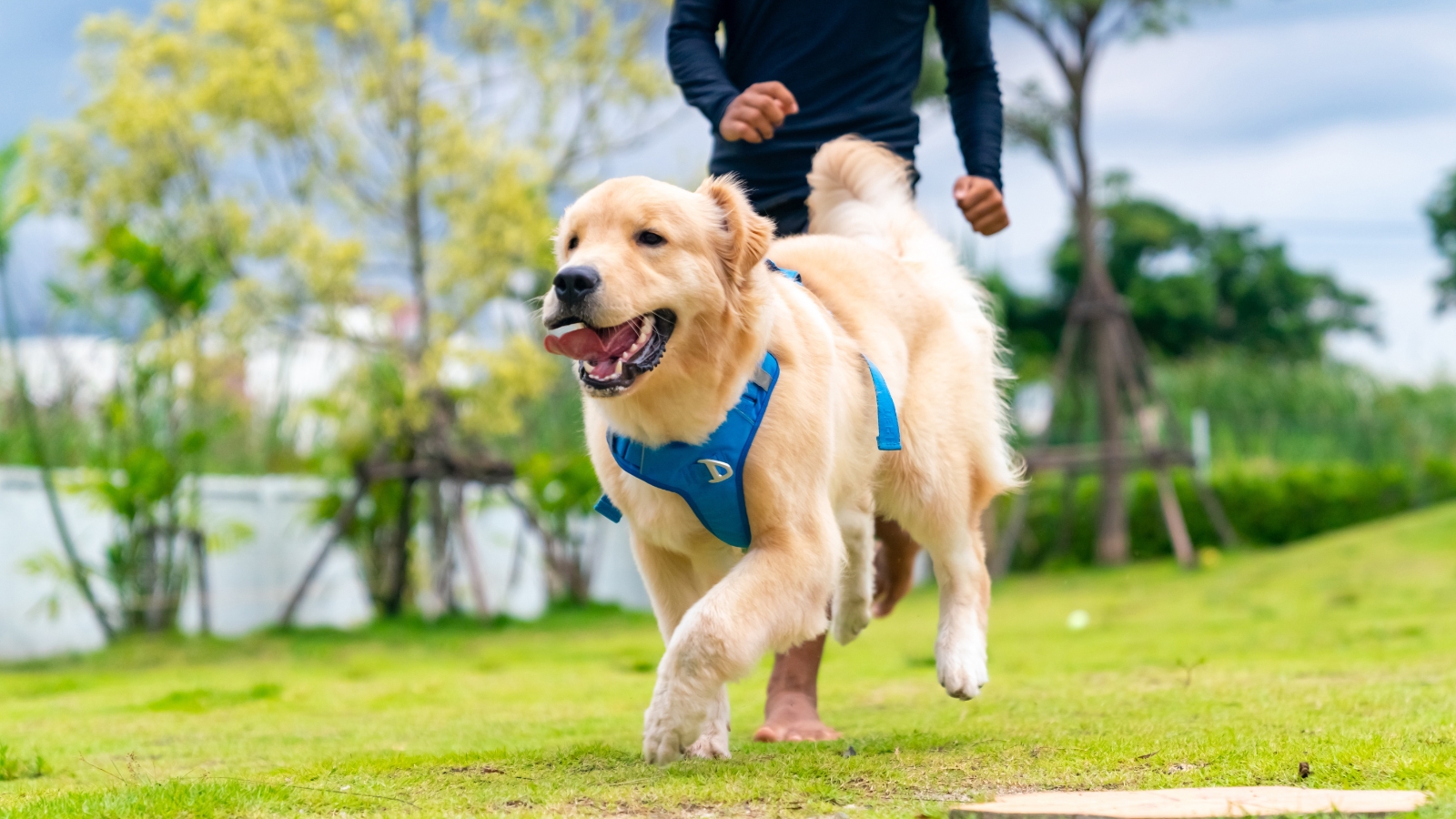 A Labrador Retriever with a glossy yellow coat, floppy ears, and an athletic build runs across a green field while exercising.