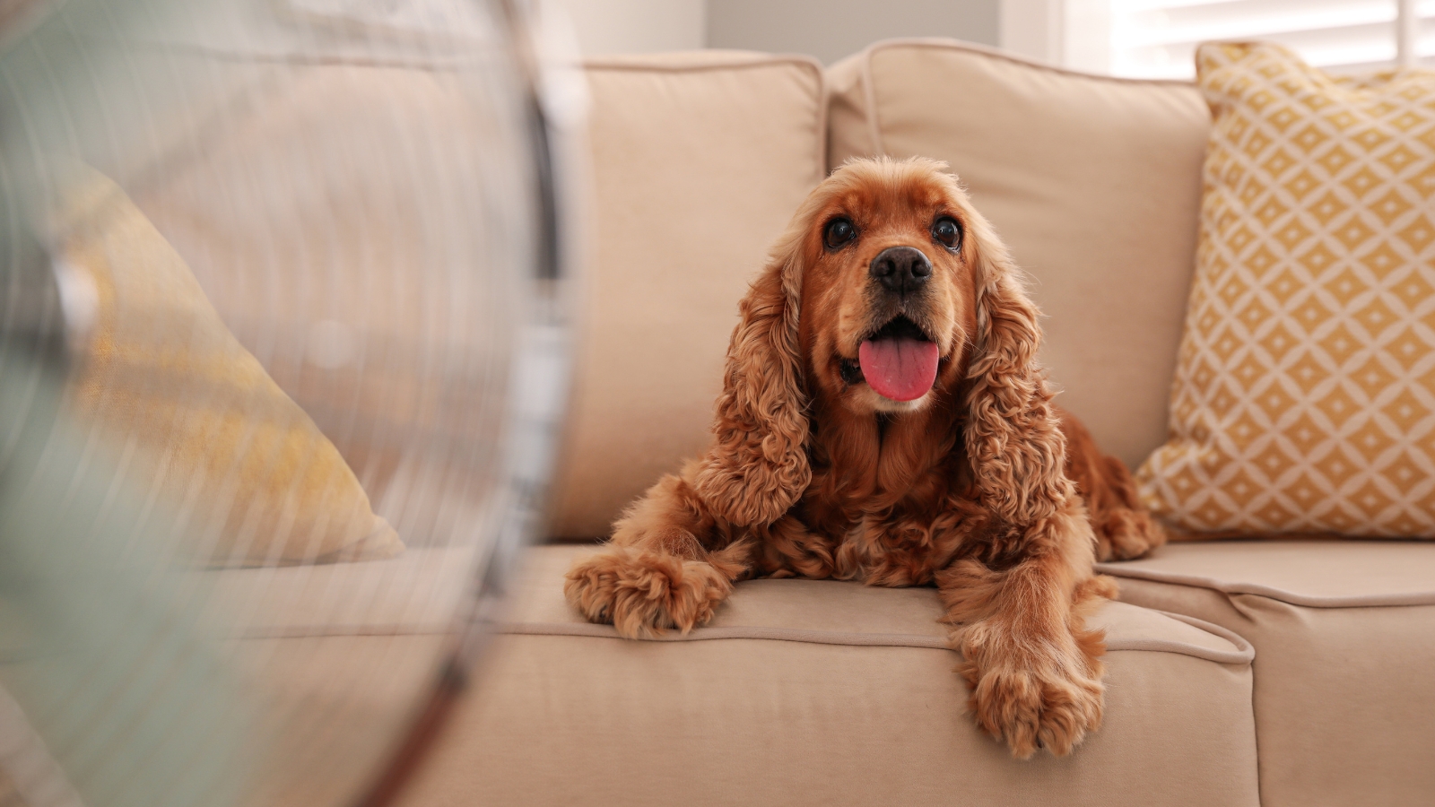 An English Cocker Spaniel with a silky golden coat, long floppy ears, and relaxed eyes lounges on a sofa while enjoying the airflow from a fan indoors.