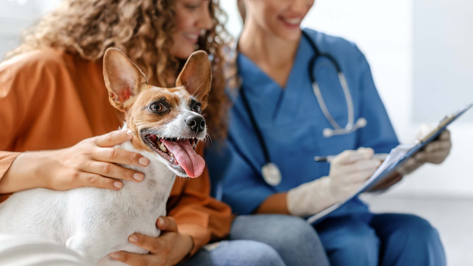 A veterinarian examines a small Jack Russell Terrier–like dog with a white coat, tan patches, perked ears, and bright eyes while its owner holds it.