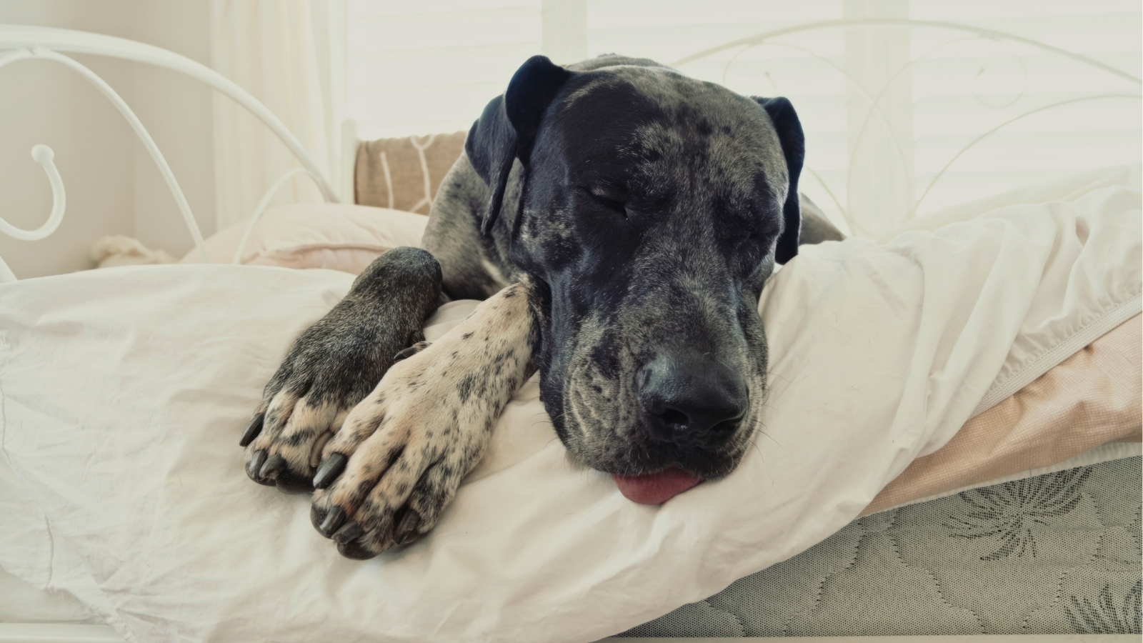 Giant Breed Dog Laying on Bed Sleeping