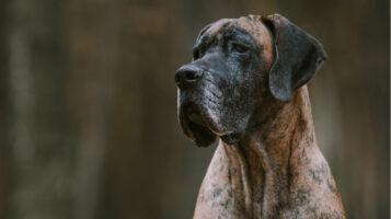 Great Dane Looking Longingly Into the Distance