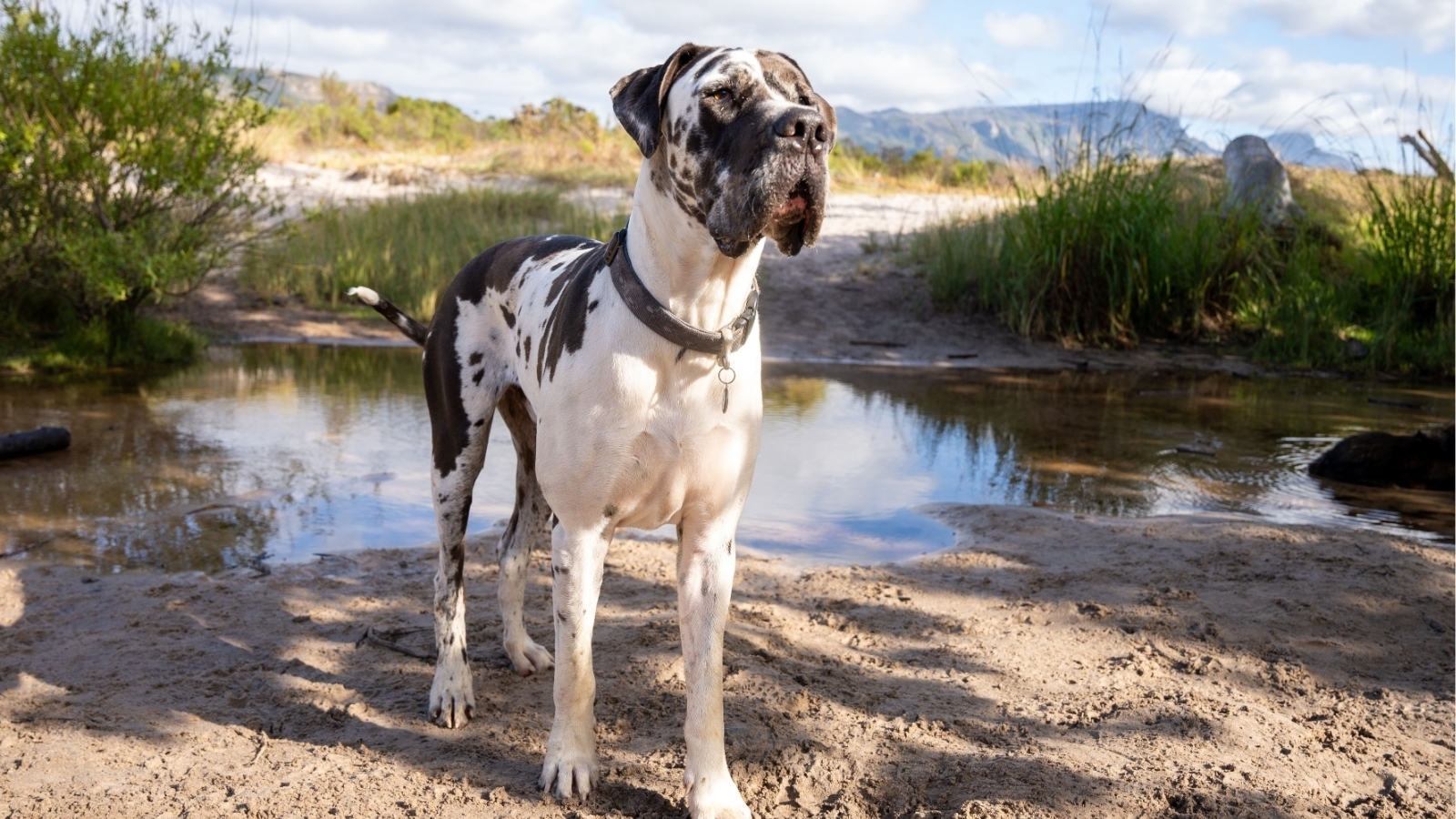 Great Dane Standing Next to River Outdoors