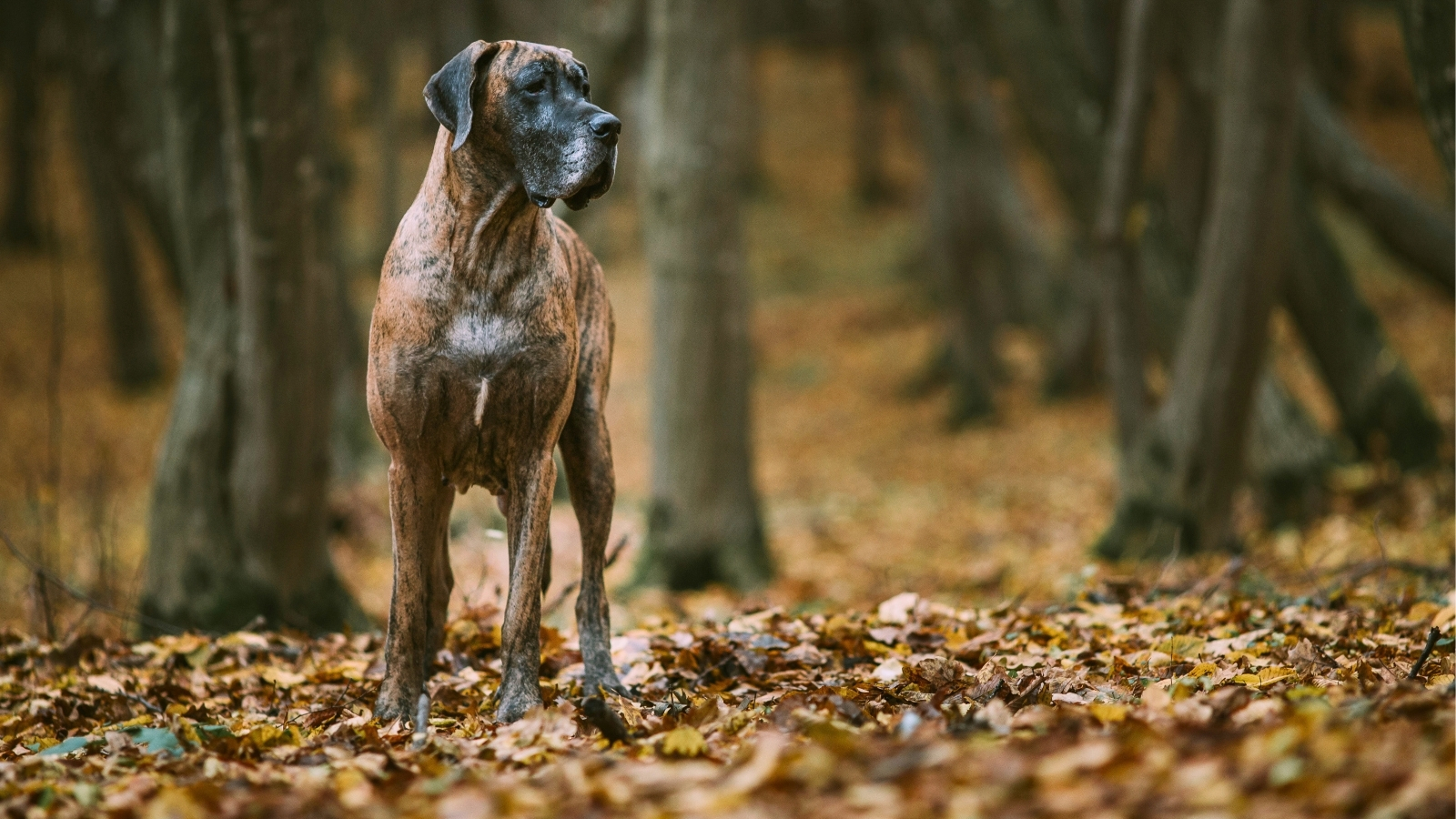 Great Dane Standing in Autumn Leaves
