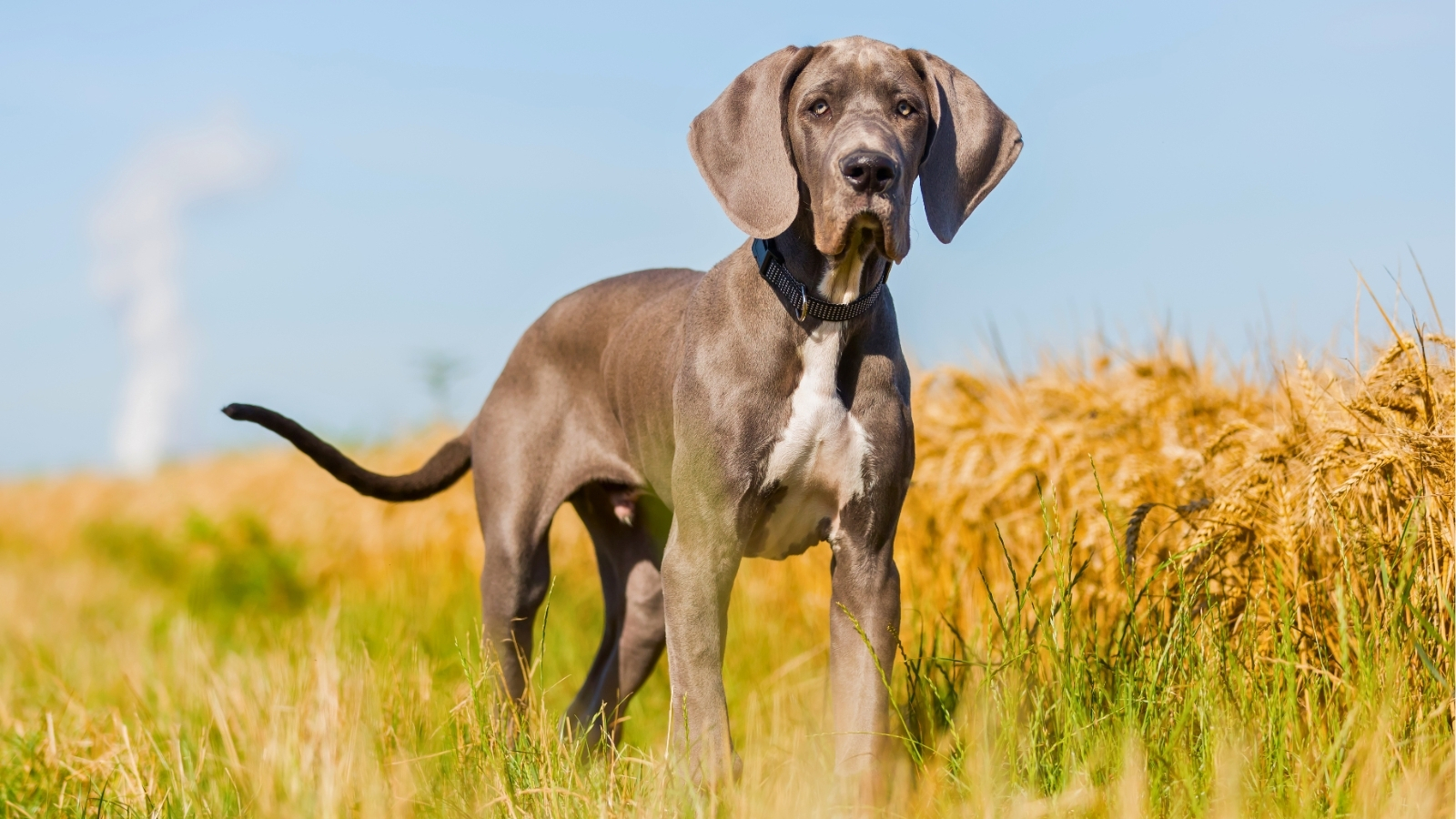 Grey and White dog standing in a green meadow looking off into the distance.