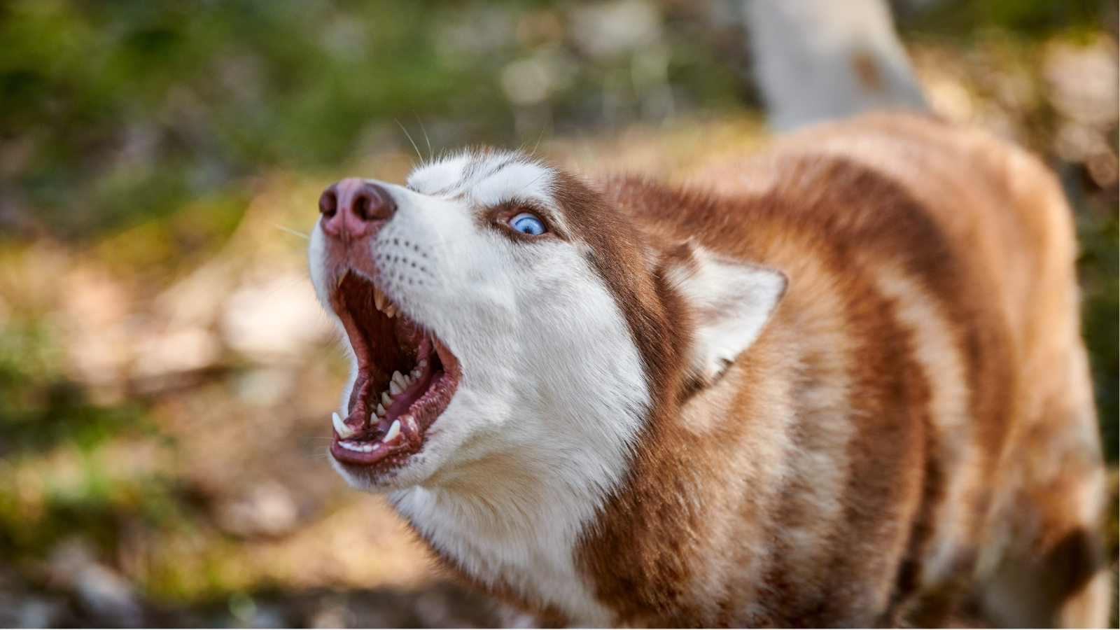 Husky Howling in the Outdoors