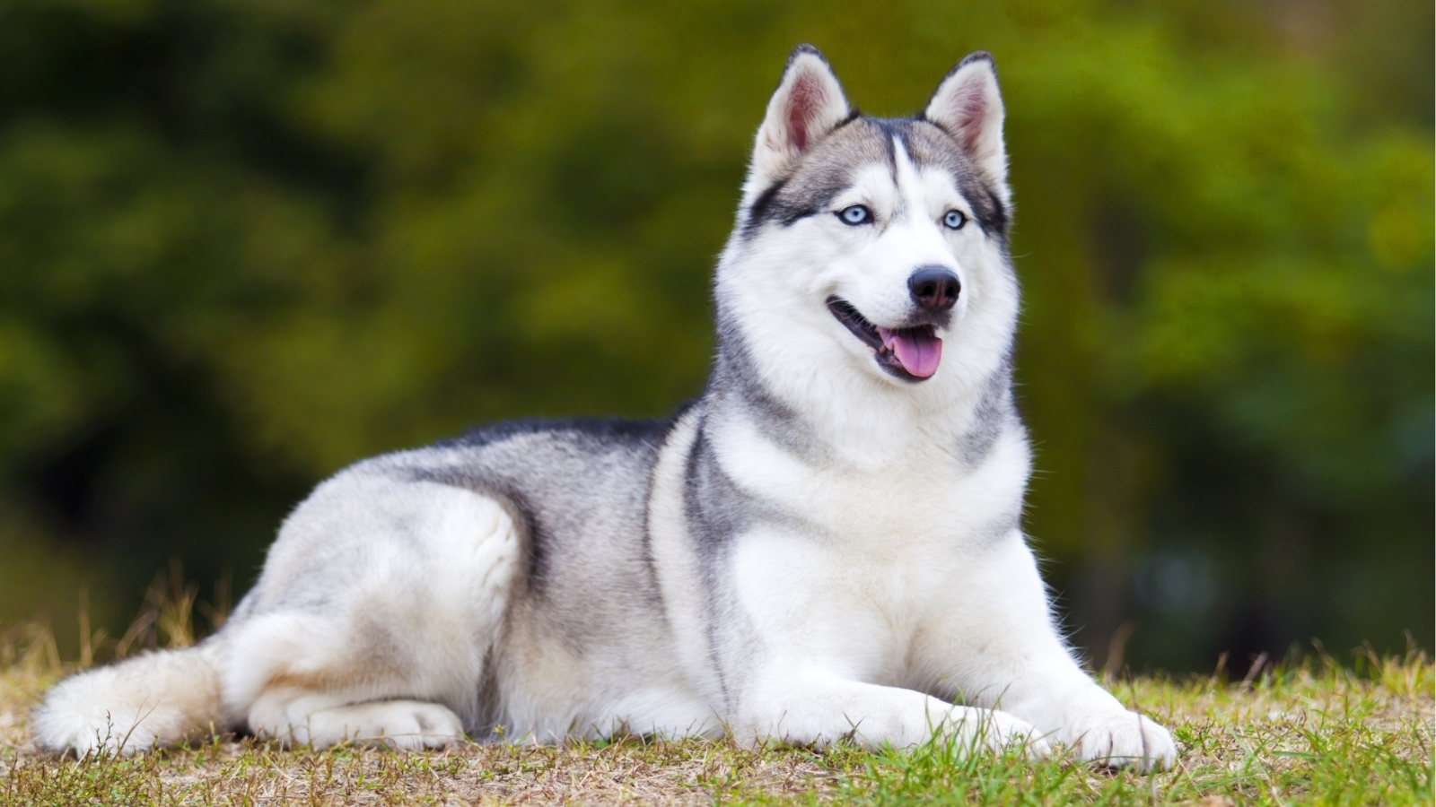 Husky Laying on Green Grass While Panting