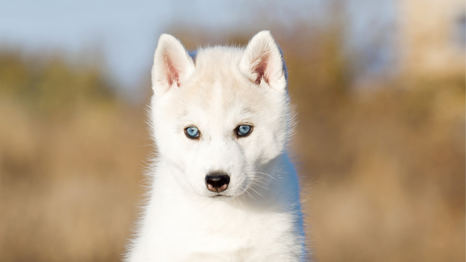 Husky Puppy Outdoors Looking at Camera