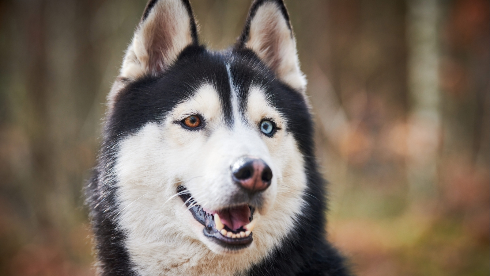 Husky With Brown and Blue Eyes Looking at Camera