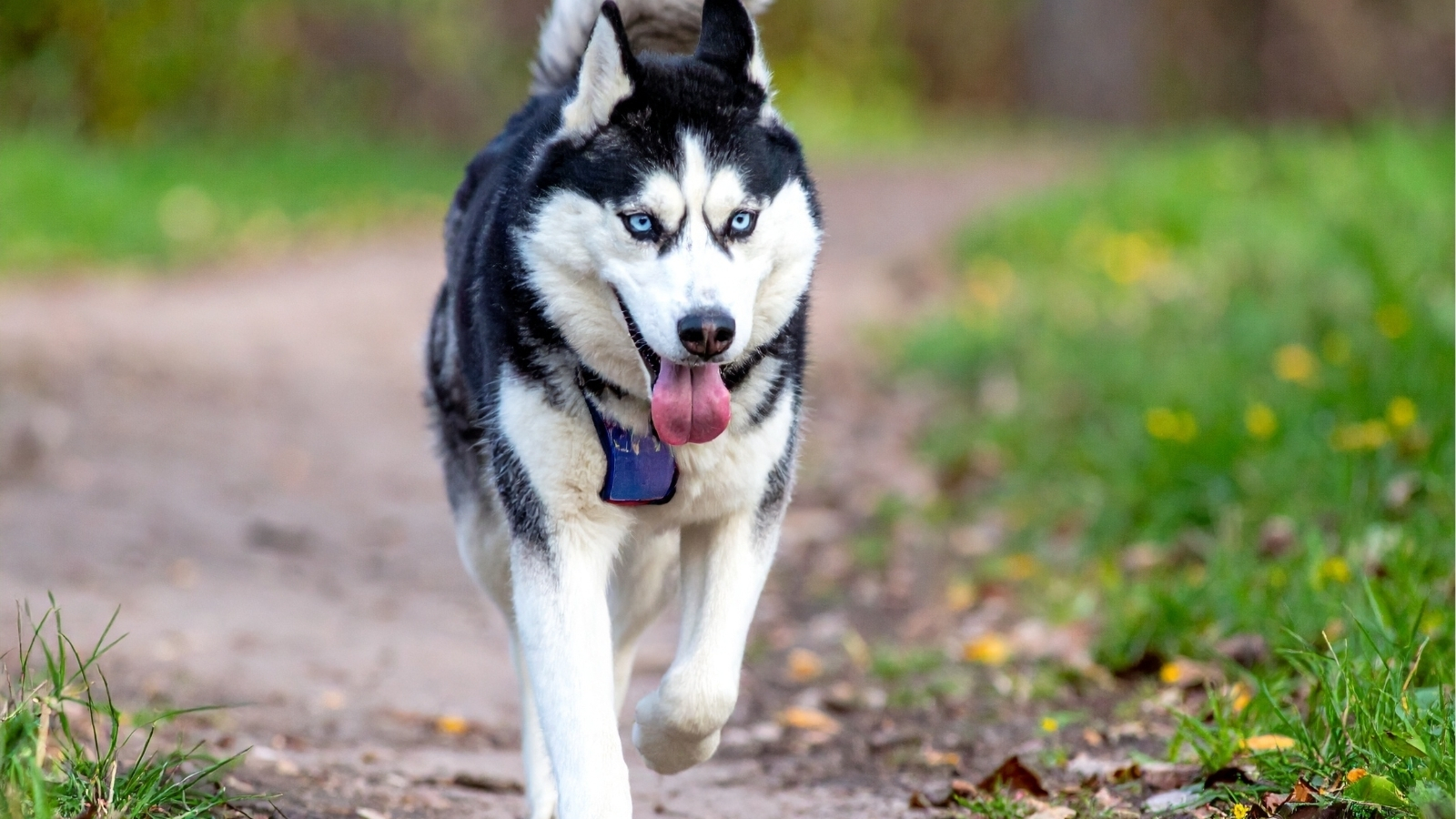 Husky in the Backyard Running Through Grass