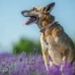 Old Dog Sitting in Field of Purple Flowers