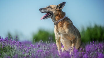 Old Dog Sitting in Field of Purple Flowers