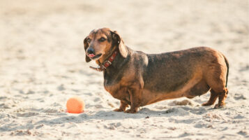Overweight Dog Playing Outdoors in Sand