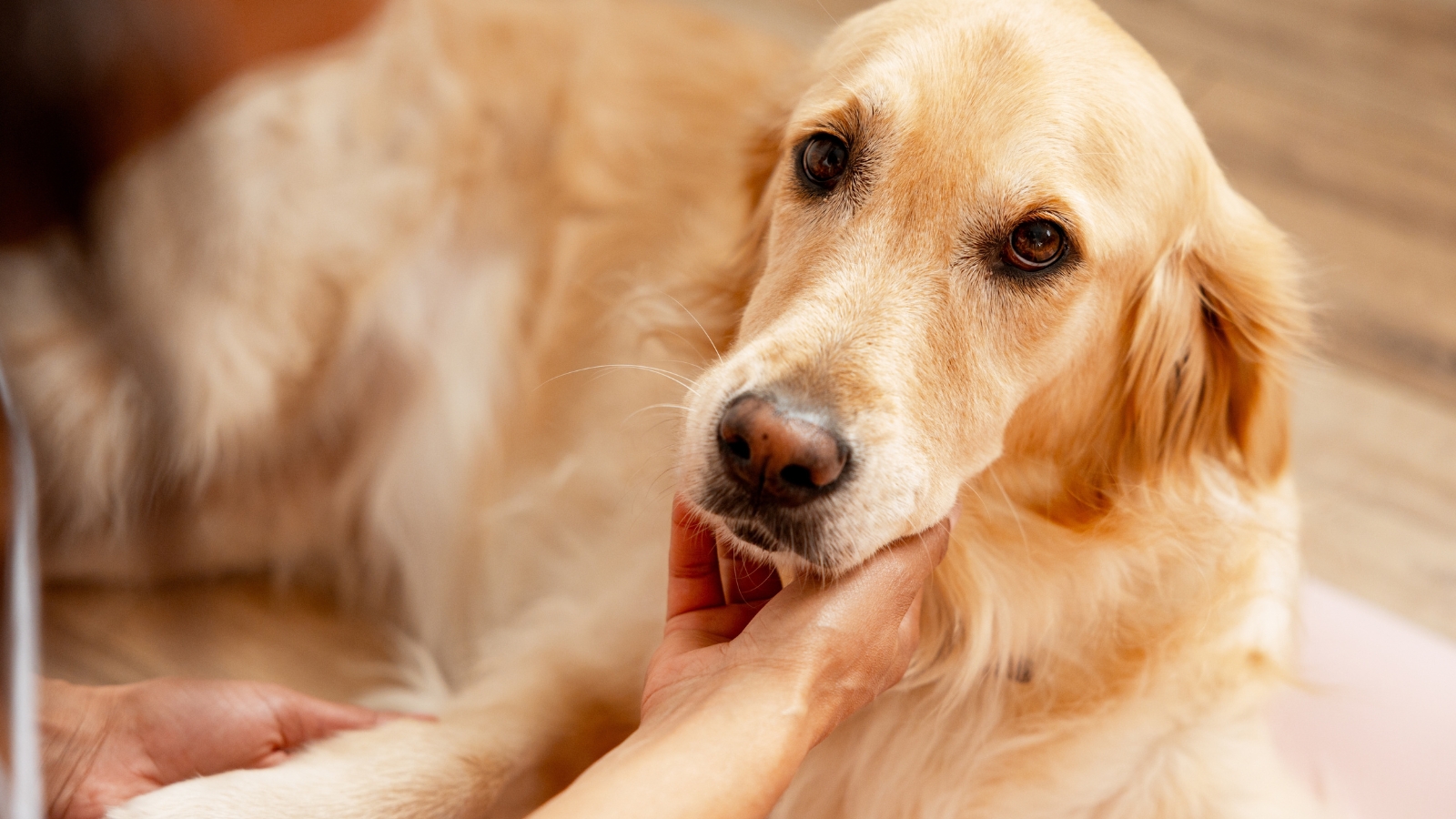 Close-up of an older Labrador in the living room with a warm golden coat, gentle brown eyes, as the owner looks over the dog.