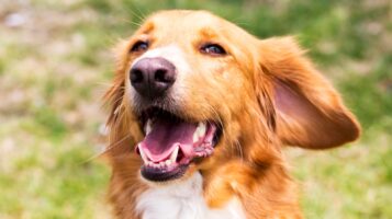 Close-up of a happy golden-colored dog looking upward with an open mouth, showcasing the teeth and tongue that can cause stinky breath.
