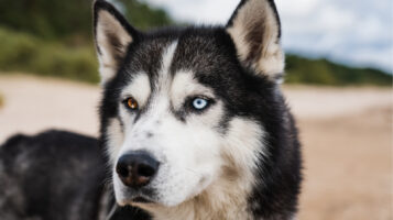 Siberian Husky Looking Into the Distance