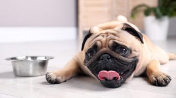 9 Symptoms of Heatstroke in Dogs & What to Do