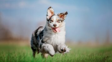 A happy blue merle Australian Shepherd running through a green field, showcasing the active lifestyle that can help prevent mobility loss in dogs.