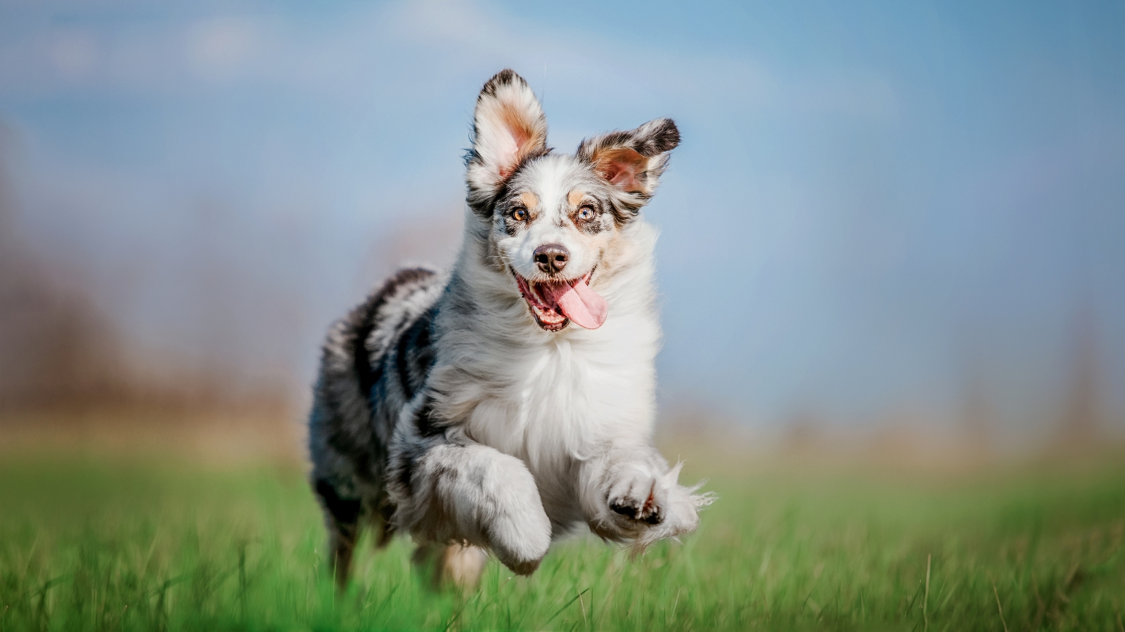 A happy blue merle Australian Shepherd running through a green field, showcasing the active lifestyle that can help prevent mobility loss in dogs.