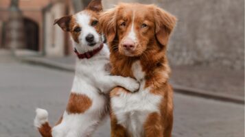 Two Jealous Dogs Sitting Together