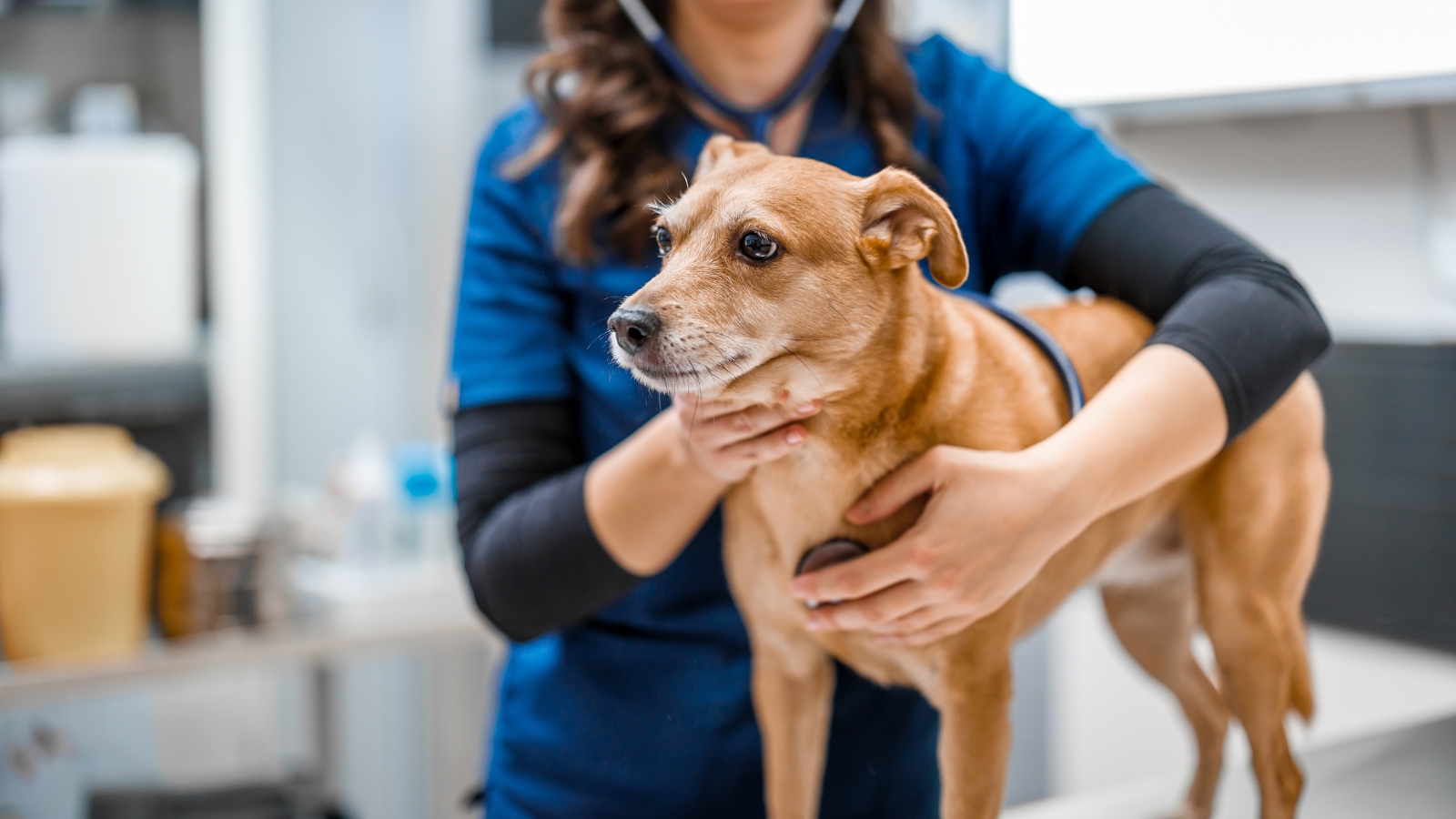 A veterinarian in blue scrubs uses a stethoscope to examine a small mixed-breed dog with a tan and white coat.