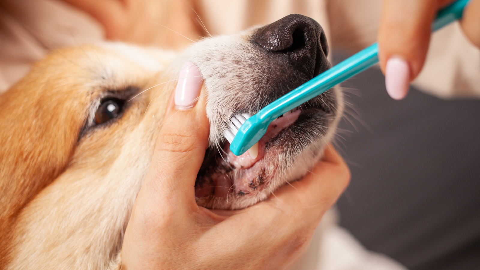 A woman brushes the teeth of a medium-sized mixed-breed dog with a tan coat,.