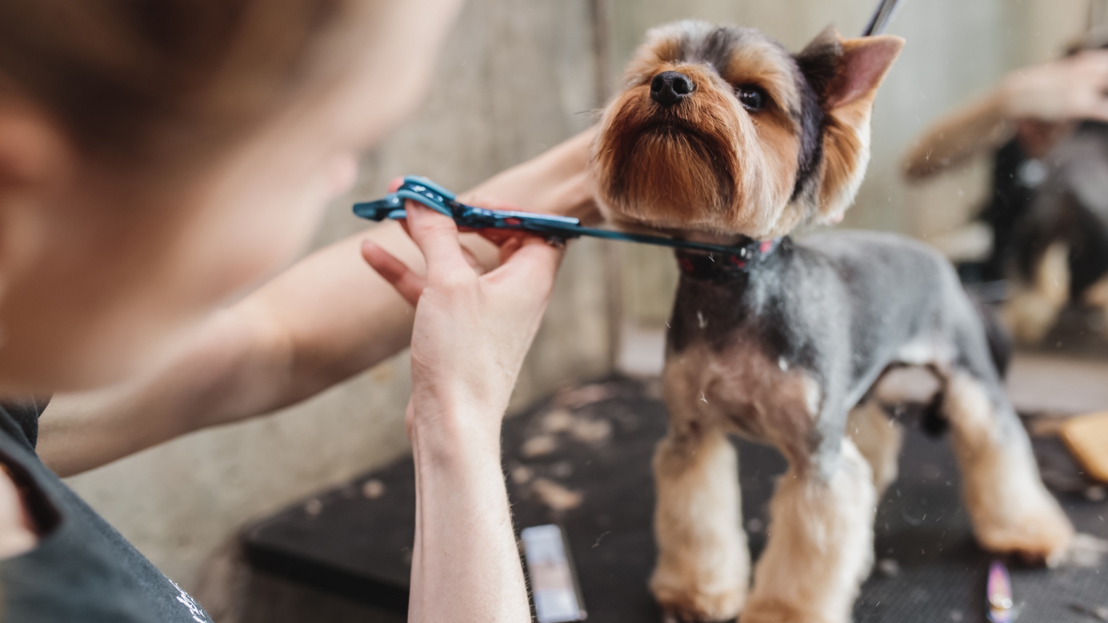 A Yorkshire Terrier in a grooming salon with a silky tan and steel-gray coat, neatly trimmed face, dark eyes, and perky ears.